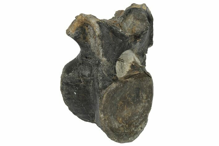 Theropod Dinosaur Vertebra - Isle of Wight, England #171298